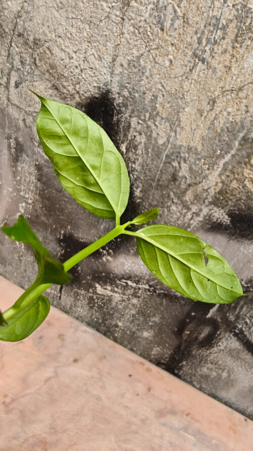 Hoya Decipulae, real gallery image #8 plants. Picture taken directly from kaktus.id community Hoya farmer green houses.