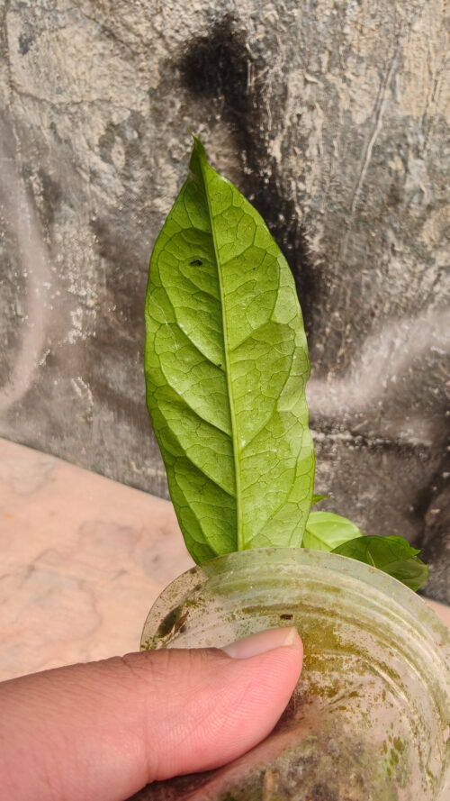 Hoya Decipulae, real gallery image #9 plants. Picture taken directly from kaktus.id community Hoya farmer green houses.