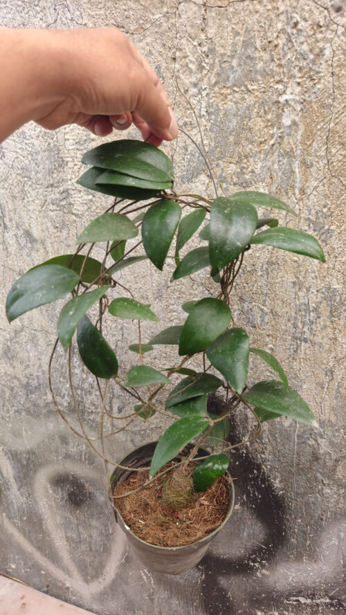 Hoya Sumatrana, real gallery image #9 plants. Picture taken directly from kaktus.id community Hoya farmer green houses.