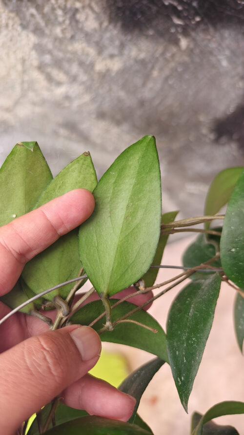 Hoya Sumatrana, real gallery image #10 plants. Picture taken directly from kaktus.id community Hoya farmer green houses.