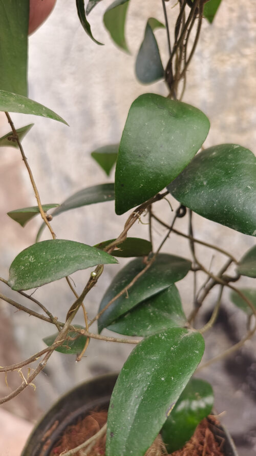 Hoya Sumatrana, real gallery image #5 plants. Picture taken directly from kaktus.id community Hoya farmer green houses.
