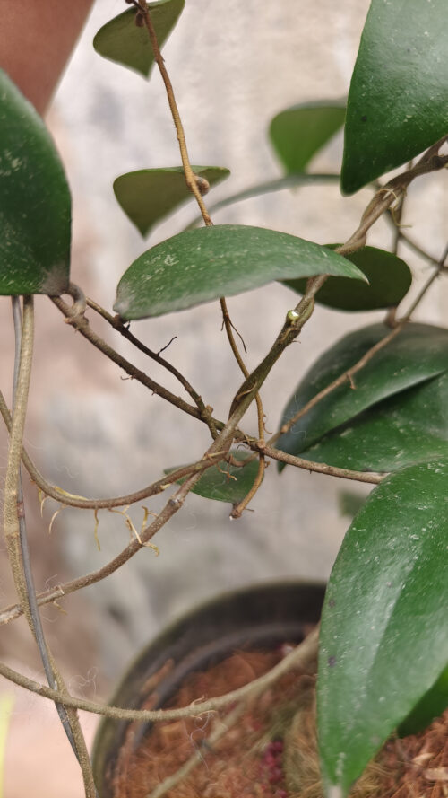 Hoya Sumatrana, real gallery image #6 plants. Picture taken directly from kaktus.id community Hoya farmer green houses.