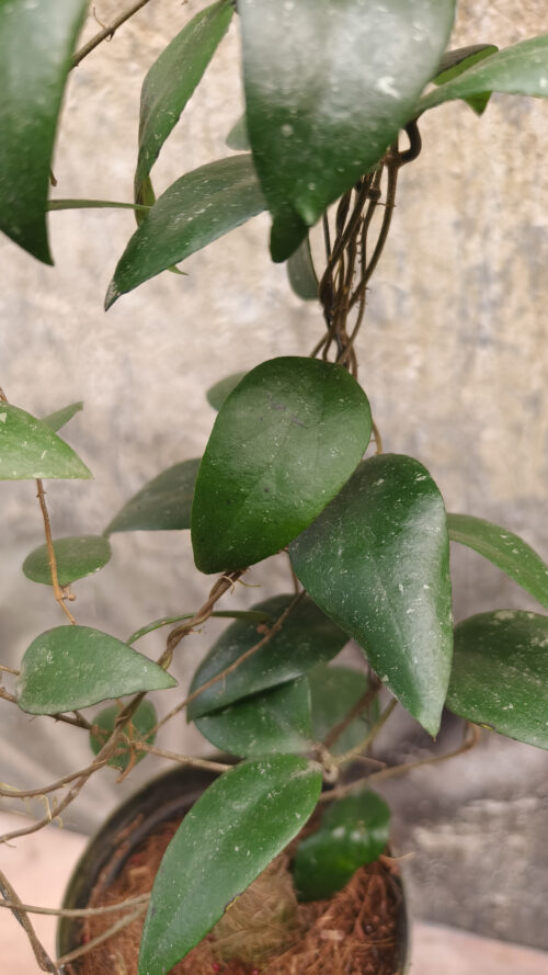 Hoya Sumatrana, real gallery image #1 plants. Picture taken directly from kaktus.id community Hoya farmer green houses.