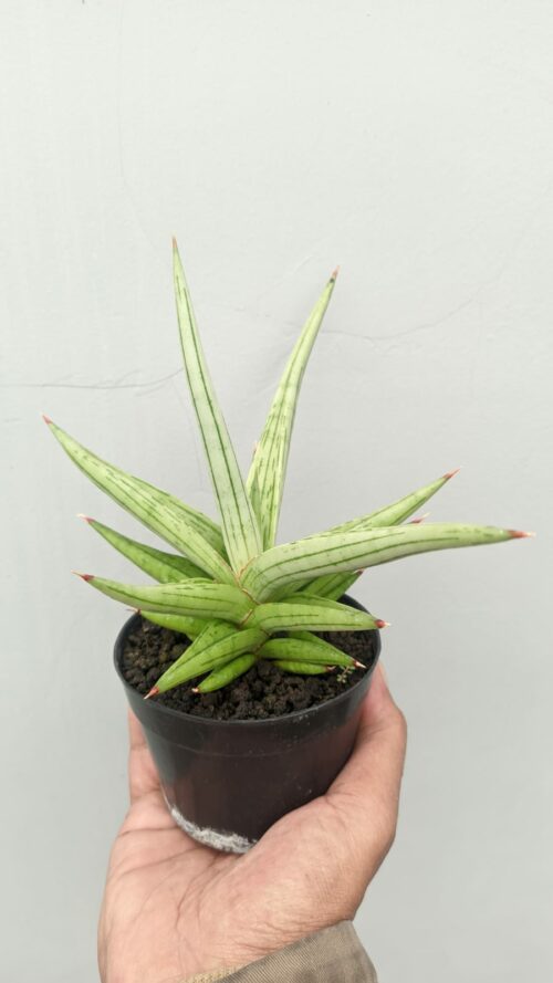 Sansevieria Quentin Hybrid Size 20 Cm, real gallery image #8 plants. Picture taken directly from kaktus.id community Sansevieria farmer green houses.