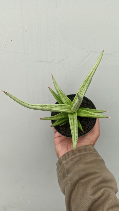 Sansevieria Quentin Hybrid Size 20 Cm, real gallery image #5 plants. Picture taken directly from kaktus.id community Sansevieria farmer green houses.