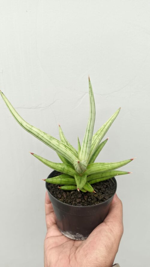 Sansevieria Quentin Hybrid Size 20 Cm, real gallery image #2 plants. Picture taken directly from kaktus.id community Sansevieria farmer green houses.