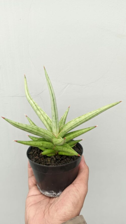 Sansevieria Quentin Hybrid Size 20 Cm, real gallery image #3 plants. Picture taken directly from kaktus.id community Sansevieria farmer green houses.