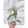 Hoya Rindu Raflesia, real feature image plant. Picture taken directly from kaktus.id community Hoya farmer green houses.