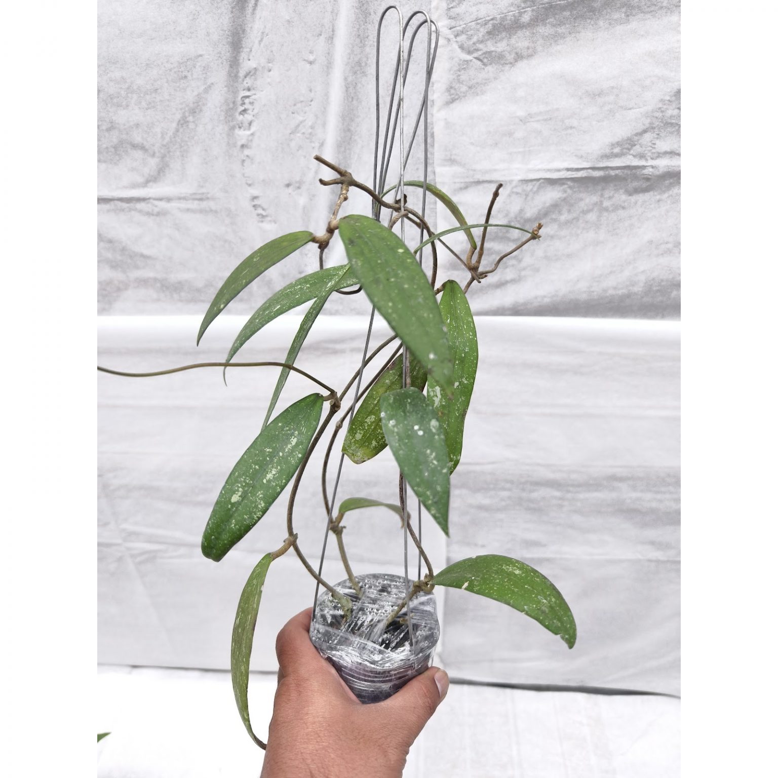 Hoya Rindu Raflesia, real feature image plant. Picture taken directly from kaktus.id community Hoya farmer green houses.