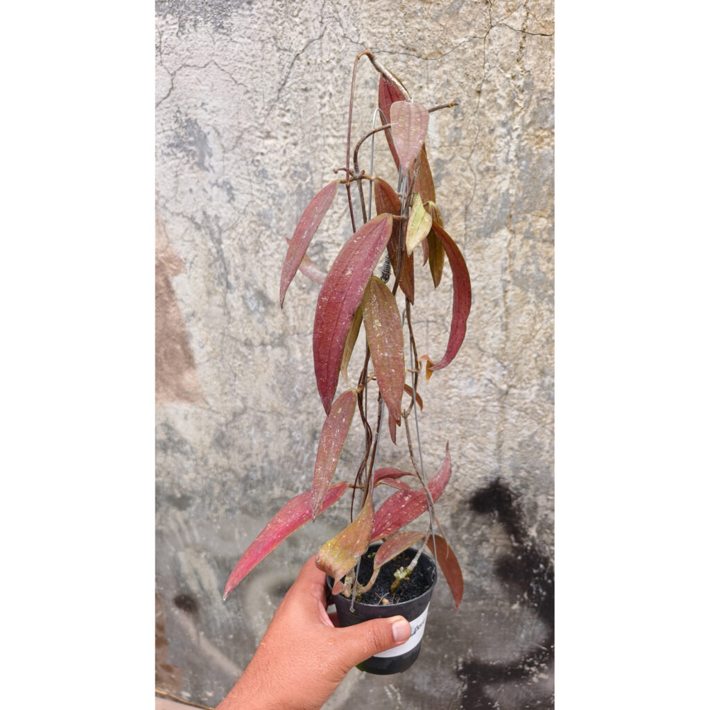 kaktus.id