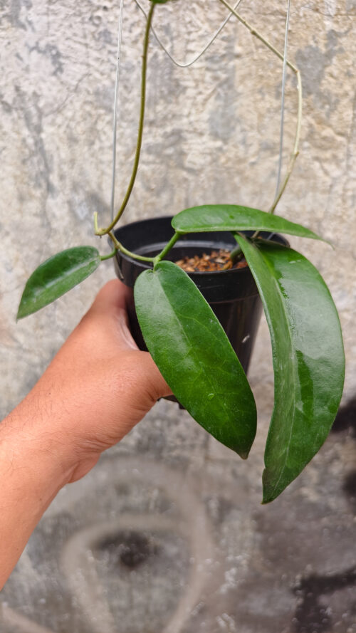 Hoya Stenakei, real gallery image #7 plants. Picture taken directly from kaktus.id community Hoya farmer green houses.