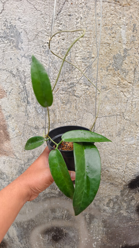 kaktus.id