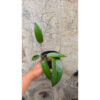 Hoya Stenakei, real feature image plant. Picture taken directly from kaktus.id community Hoya farmer green houses.