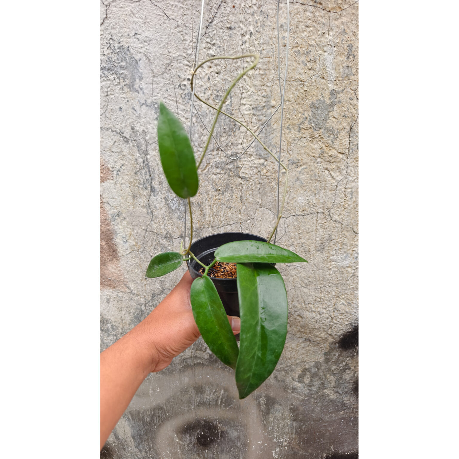 Hoya Stenakei, real feature image plant. Picture taken directly from kaktus.id community Hoya farmer green houses.