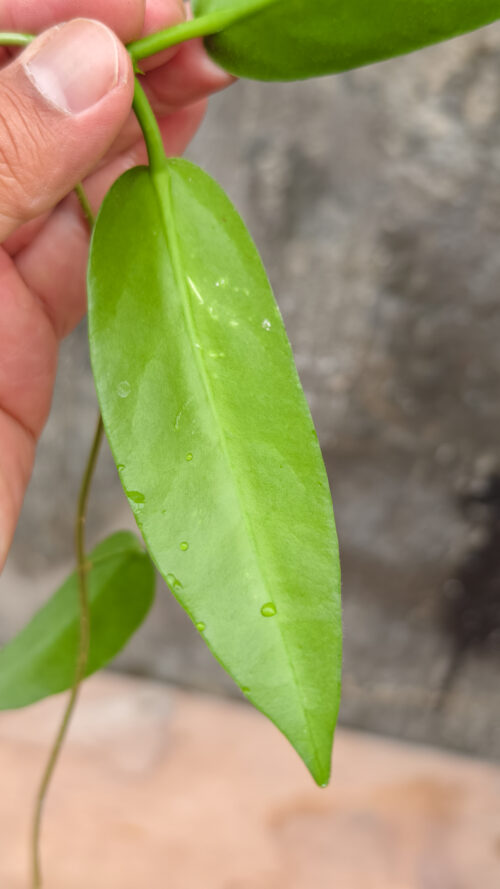 Hoya Stenakei, real gallery image #5 plants. Picture taken directly from kaktus.id community Hoya farmer green houses.
