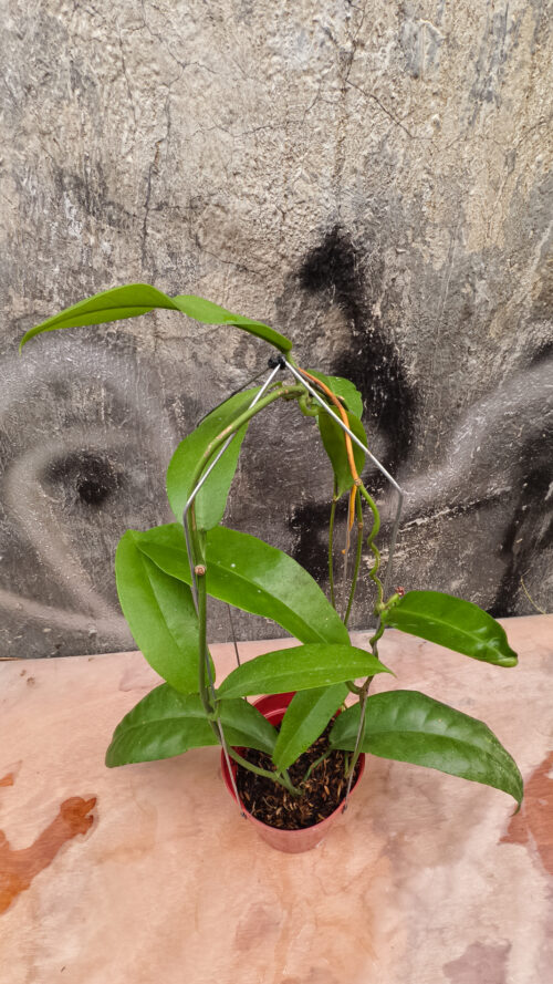 Hoya Albiflora, real gallery image #10 plants. Picture taken directly from kaktus.id community Hoya farmer green houses.