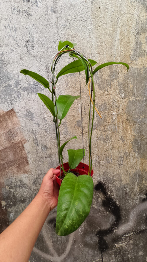Hoya Albiflora, real gallery image #9 plants. Picture taken directly from kaktus.id community Hoya farmer green houses.