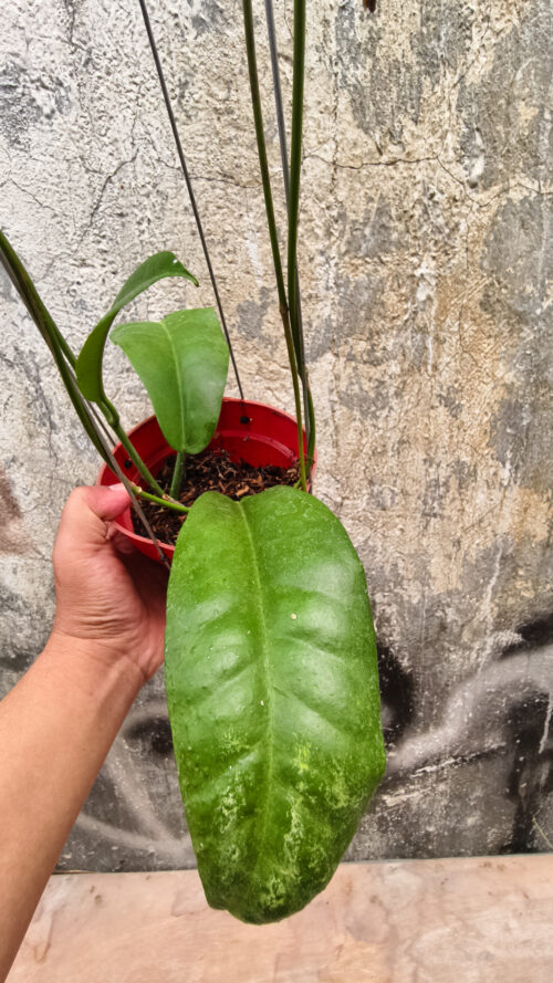Hoya Albiflora, real gallery image #1 plants. Picture taken directly from kaktus.id community Hoya farmer green houses.