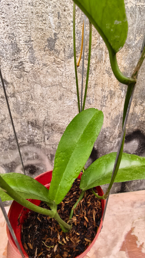 Hoya Albiflora, real gallery image #7 plants. Picture taken directly from kaktus.id community Hoya farmer green houses.