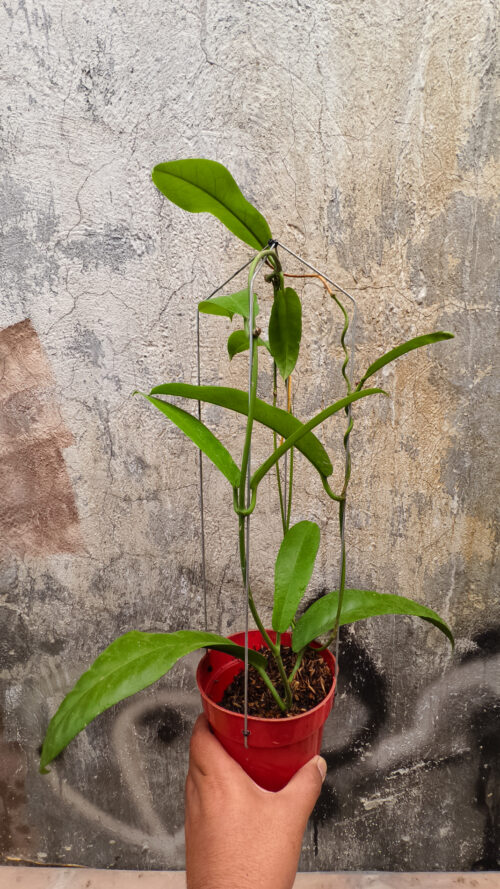 Hoya Albiflora, real gallery image #2 plants. Picture taken directly from kaktus.id community Hoya farmer green houses.