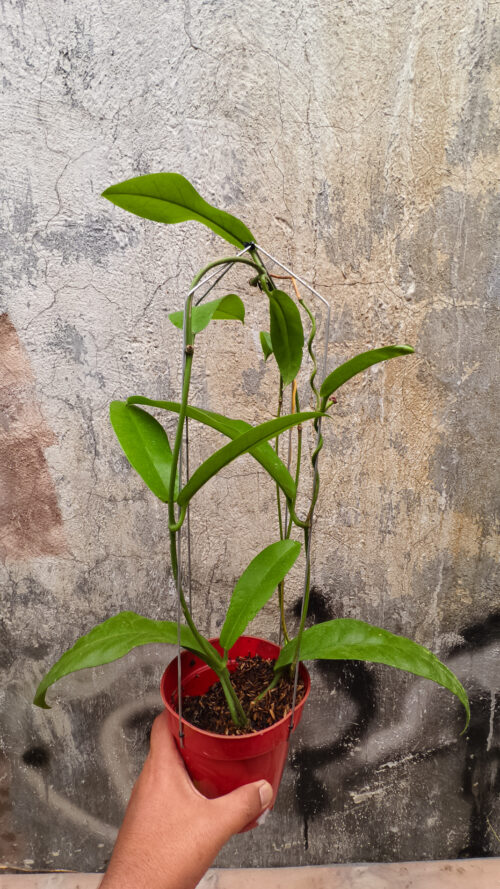 Hoya Albiflora, real gallery image #4 plants. Picture taken directly from kaktus.id community Hoya farmer green houses.