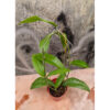 Hoya Albiflora, real feature image plant. Picture taken directly from kaktus.id community Hoya farmer green houses.