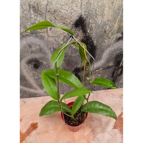 1238. Hoya Albiflora
