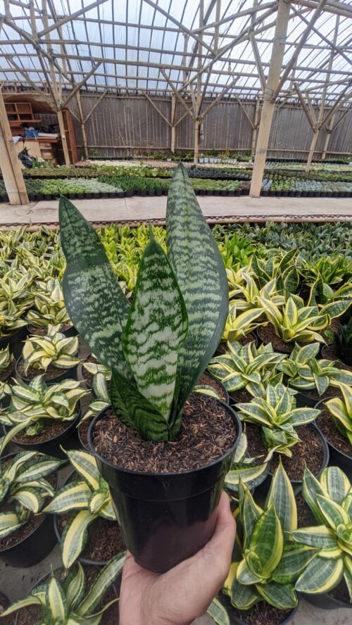 Sansevieria Eve, real gallery image #1 plants. Picture taken directly from kaktus.id community Sansevieria farmer green houses.