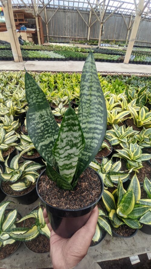 Sansevieria Eve, real gallery image #2 plants. Picture taken directly from kaktus.id community Sansevieria farmer green houses.