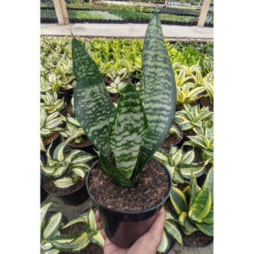 1238. Sansevieria Eve