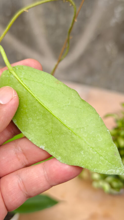 Hoya CV. Kaimuki, real gallery image #2 plants. Picture taken directly from kaktus.id community Hoya farmer green houses.