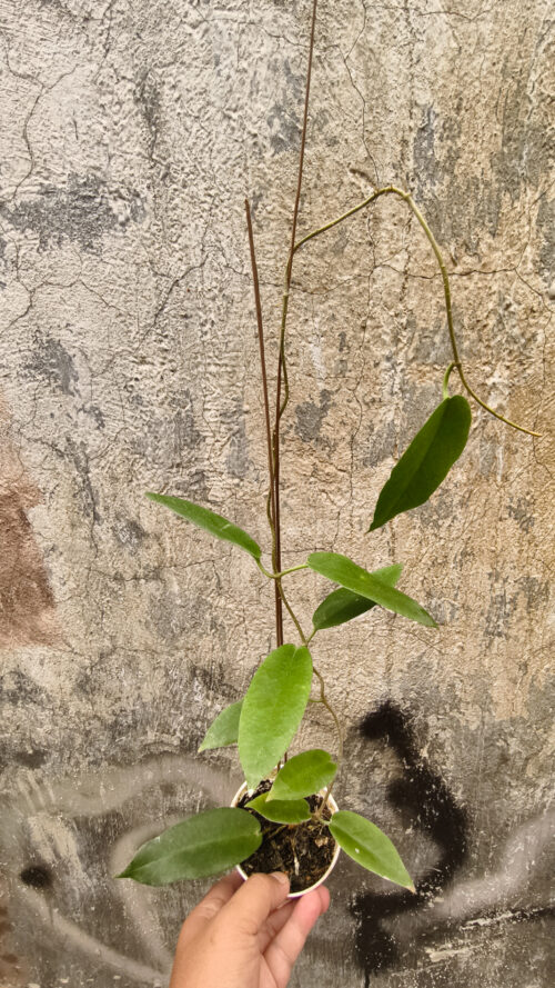 Hoya CV. Kaimuki, real gallery image #6 plants. Picture taken directly from kaktus.id community Hoya farmer green houses.