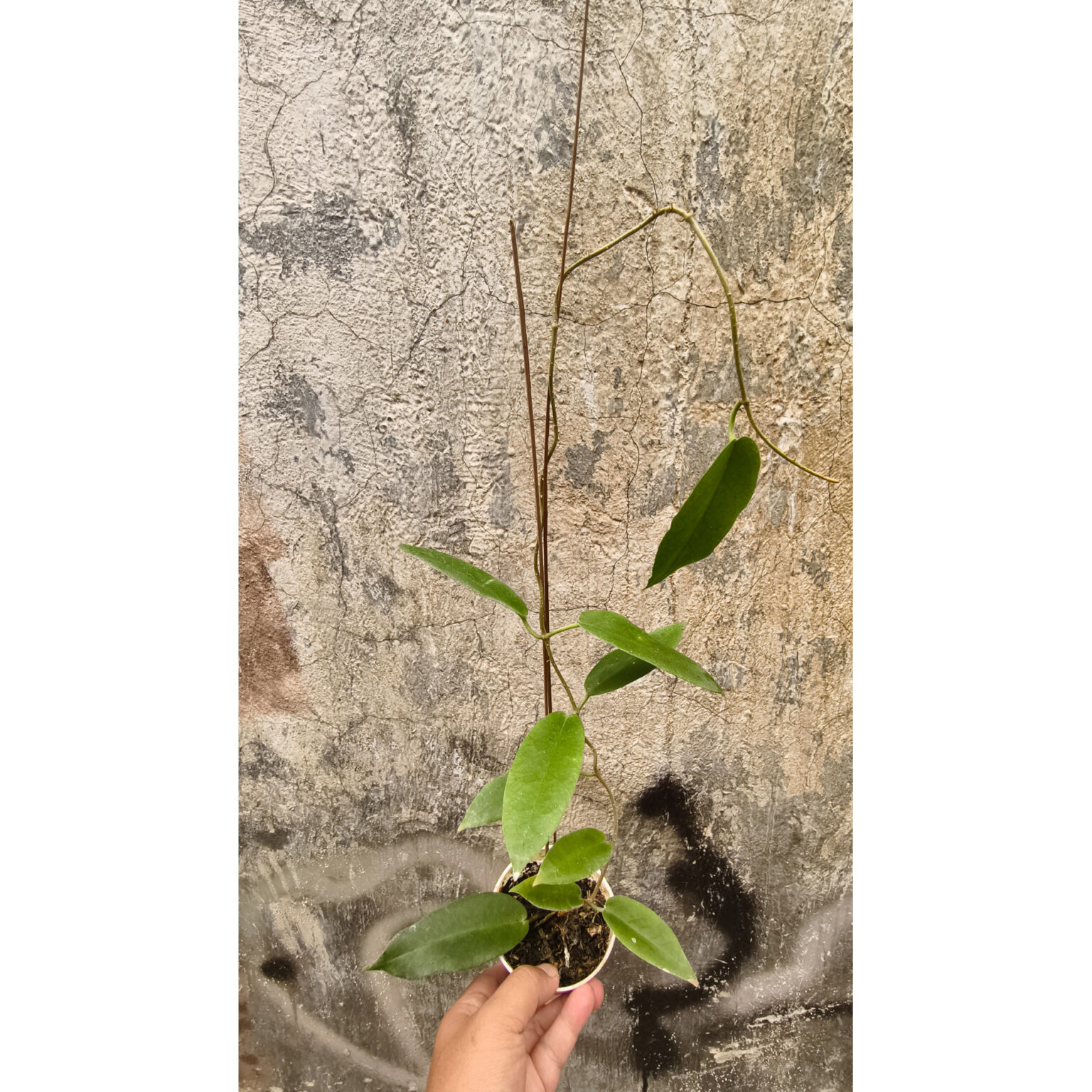 Hoya CV. Kaimuki, real feature image plant. Picture taken directly from kaktus.id community Hoya farmer green houses.