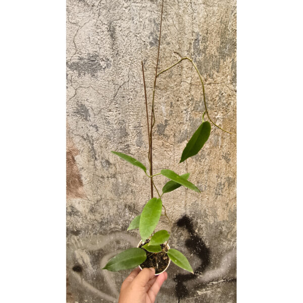 1239. Hoya CV. Kaimuki