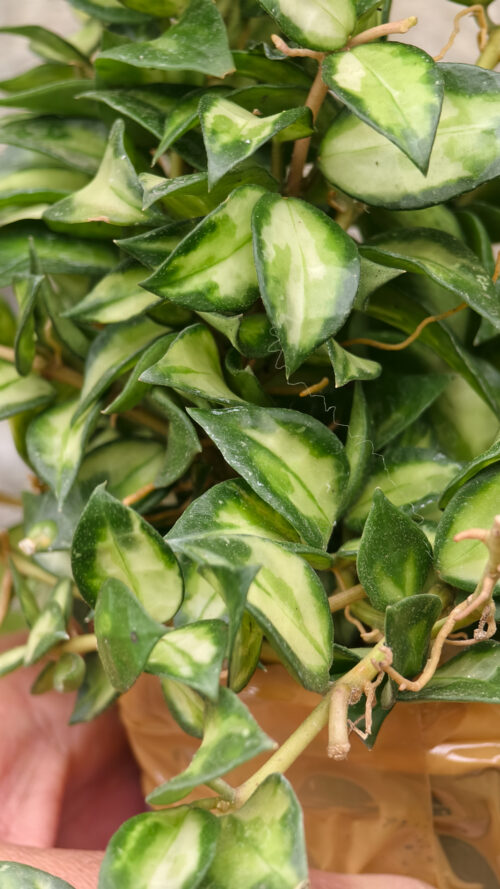 Hoya Lacunosa Bruno Tricolor, real gallery image #1 plants. Picture taken directly from kaktus.id community Hoya farmer green houses.