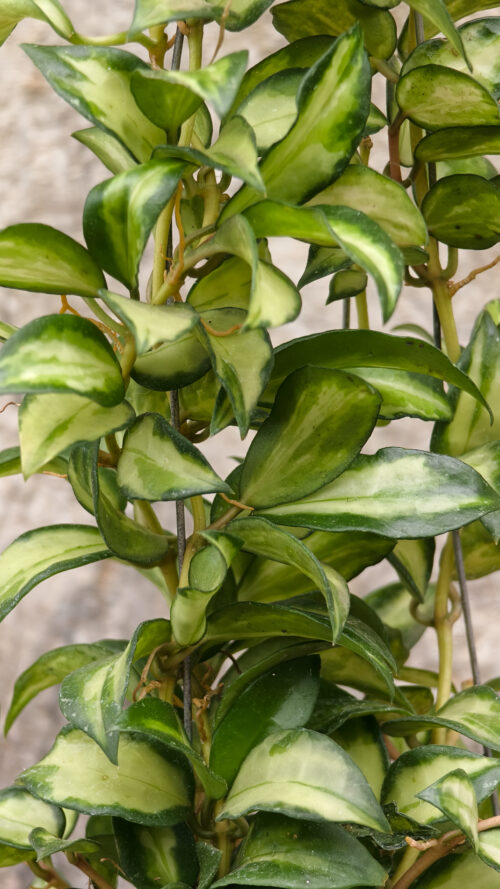 Hoya Lacunosa Bruno Tricolor, real gallery image #3 plants. Picture taken directly from kaktus.id community Hoya farmer green houses.