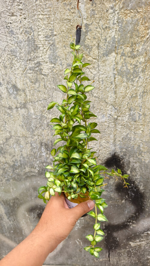 Hoya Lacunosa Bruno Tricolor, real gallery image #2 plants. Picture taken directly from kaktus.id community Hoya farmer green houses.