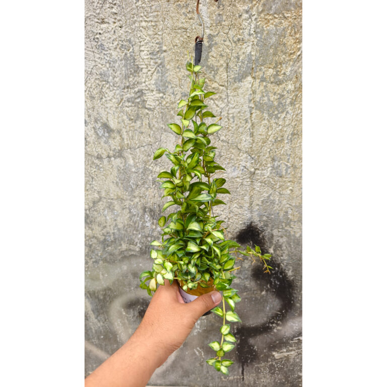 1240. Hoya Lacunosa Bruno Tricolor