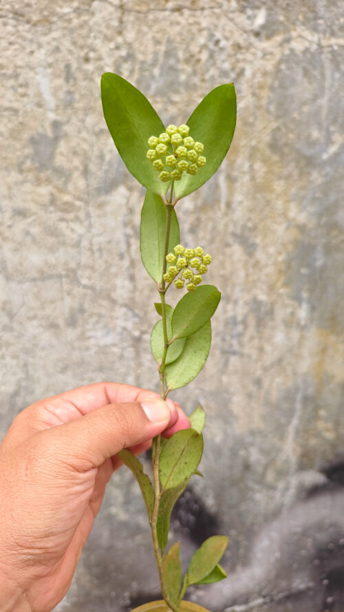 Hoya Amicabilis, real gallery image #8 plants. Picture taken directly from kaktus.id community Hoya farmer green houses.