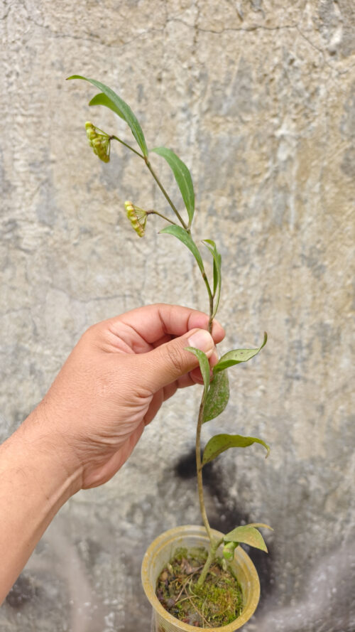 Hoya Amicabilis, real gallery image #6 plants. Picture taken directly from kaktus.id community Hoya farmer green houses.