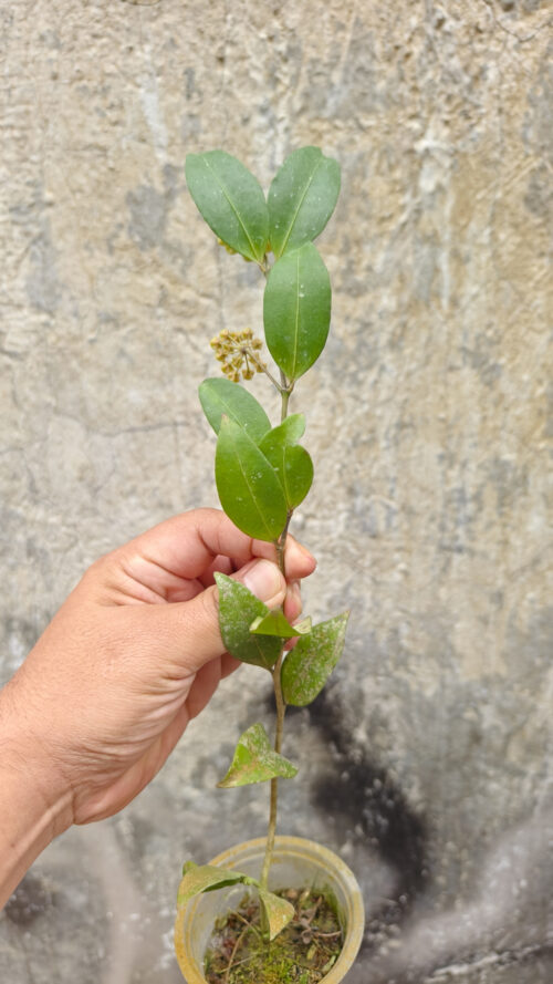 Hoya Amicabilis, real gallery image #3 plants. Picture taken directly from kaktus.id community Hoya farmer green houses.