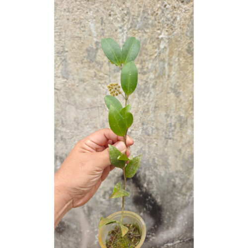 1241. Hoya Amicabilis