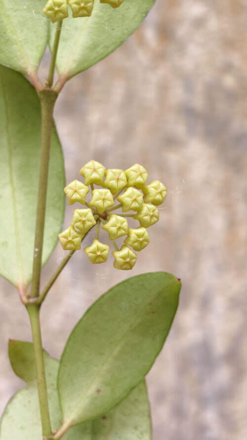 Hoya Amicabilis, real gallery image #4 plants. Picture taken directly from kaktus.id community Hoya farmer green houses.