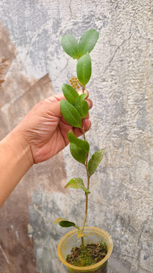 Hoya Amicabilis, real gallery image #2 plants. Picture taken directly from kaktus.id community Hoya farmer green houses.