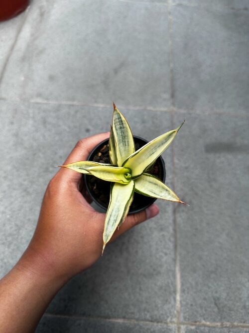 Sansevieria Hybrid Fero Variegated, real gallery image #10 plants. Picture taken directly from kaktus.id community Sansevieria farmer green houses.