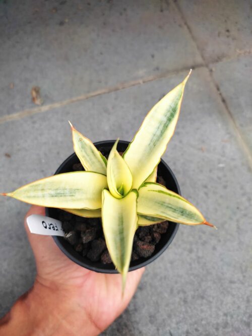 Sansevieria Hybrid Fero Variegated, real gallery image #9 plants. Picture taken directly from kaktus.id community Sansevieria farmer green houses.