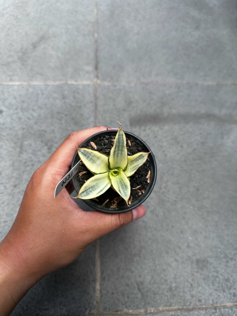 kaktus.id