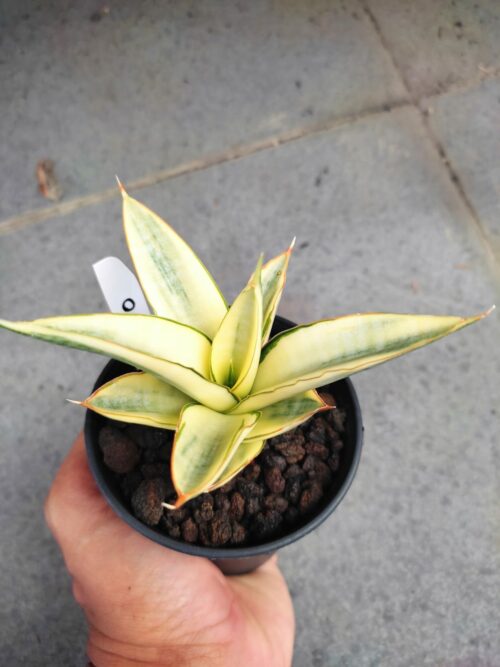 Sansevieria Hybrid Fero Variegated, real gallery image #7 plants. Picture taken directly from kaktus.id community Sansevieria farmer green houses.