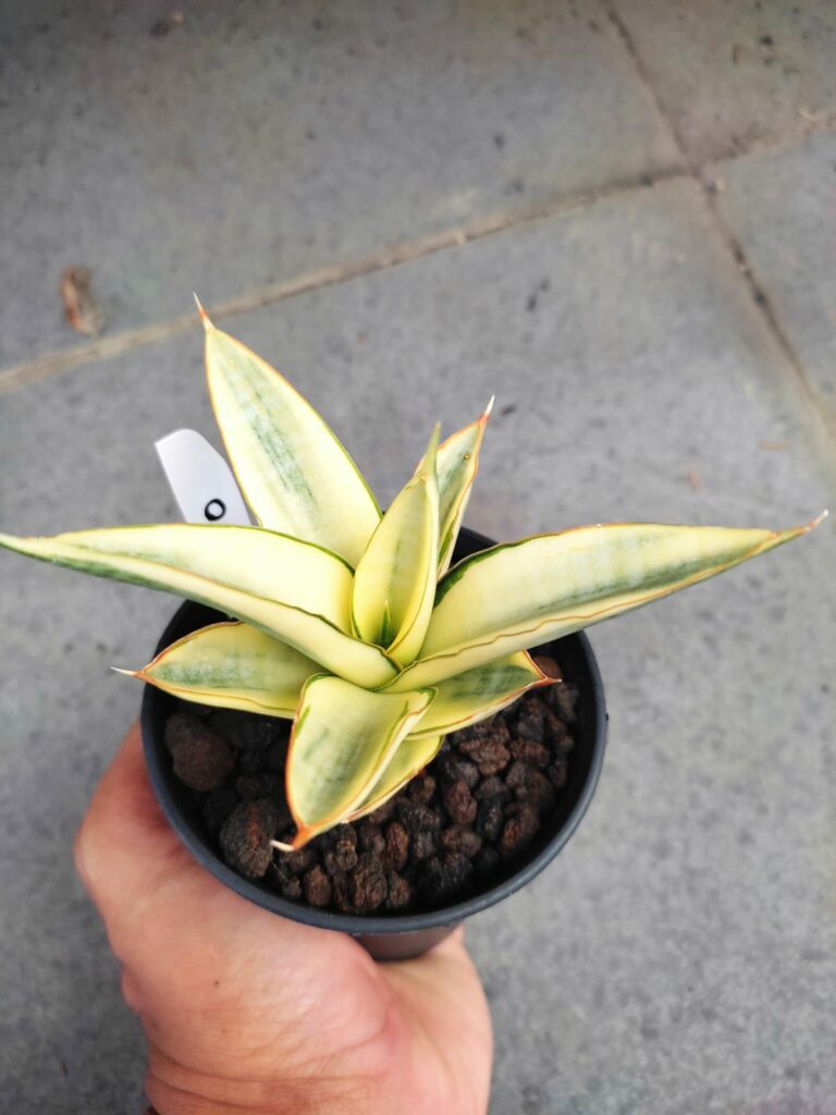 kaktus.id