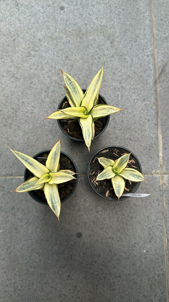 kaktus.id